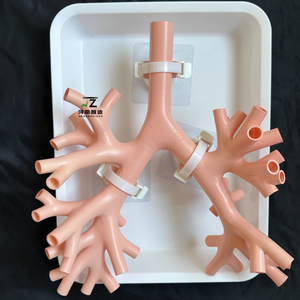 แบบจำลองการสอนและการฝึกอบรมทางการแพทย์สำหรับการส่องกล้องตรวจหลอดลมระดับสี่แบบแข็งรุ่นใหม่ ต้นแบบหลอดลม - Product Image 4