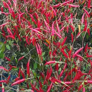 Pimienta roja de Paprika deshidratada, especias y hierbas secas, venta directa de fábrica, China