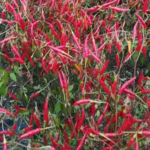 China Gedroogde Groenten Fabriek Groothandel Kruiden En Kruiden Kruiden Gedroogde Paprika Rode Chili Peper