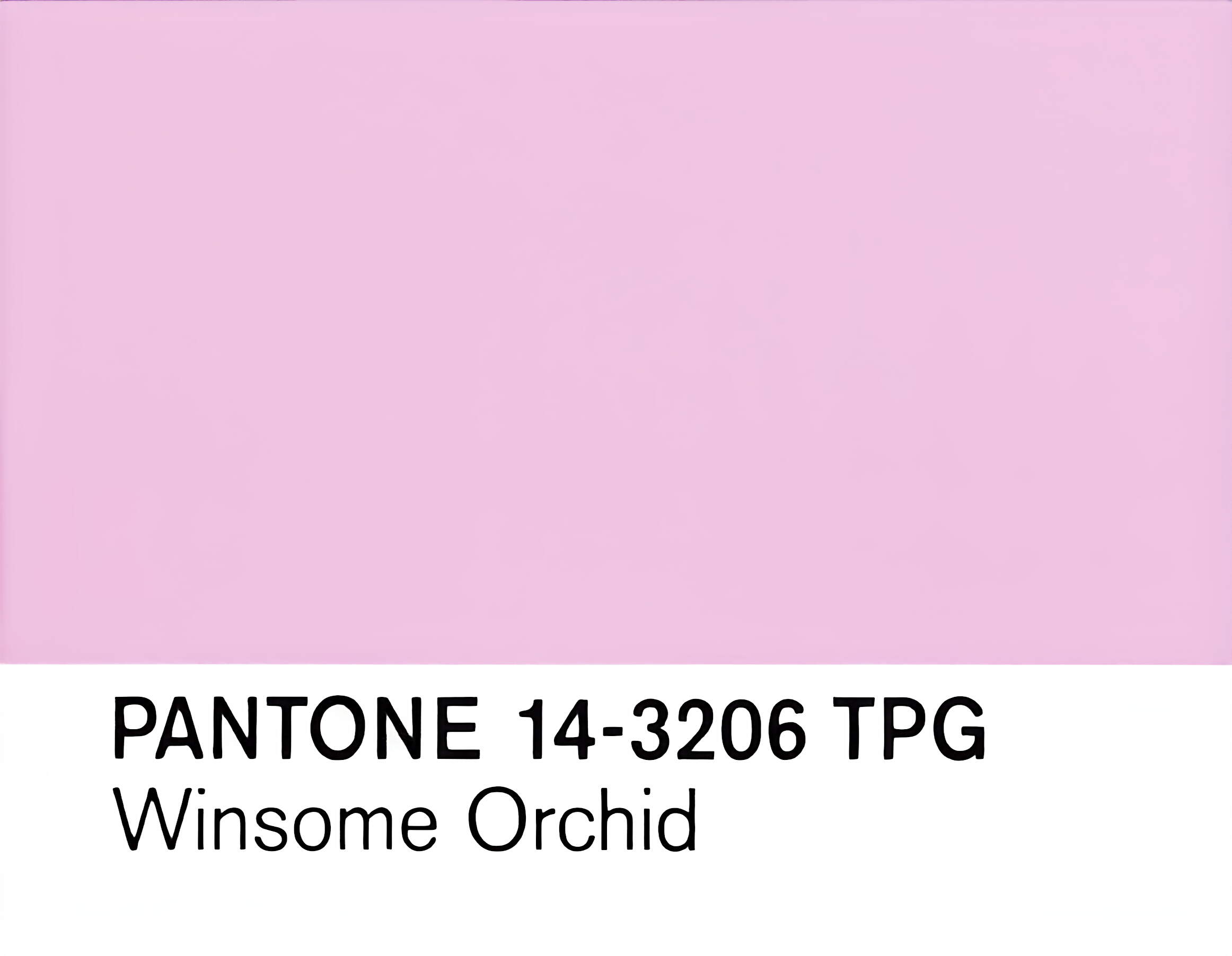 Winsome Orchid
