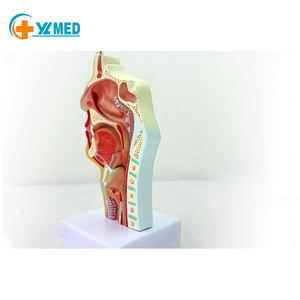 Modelo Anatómico <span class=keywords><strong>de</strong></span> <span class=keywords><strong>la</strong></span> Cavidad Nasal Humana, Modelo Educativo <span class=keywords><strong>de</strong></span> Ciencias Médicas <span class=keywords><strong>de</strong></span> Otorrinolaringología, Estructura <span class=keywords><strong>de</strong></span> <span class=keywords><strong>la</strong></span> Nariz, <span class=keywords><strong>la</strong></span> Boca y <span class=keywords><strong>la</strong></span> Nariz - Product Image 4