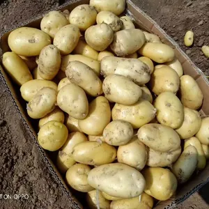 Pomme de terre fraîche de qualité supérieure à bon prix de légumes biologiques chinois