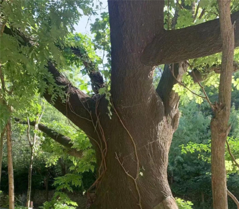 Écorce D'arbre Factice Pour Décoration - Alibaba