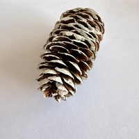 UMIND Cônes de pin naturels à pointes blanches givrées, 6-8 pièces, 200g, sac en filet, décorations de Noël rustiques, écologiques