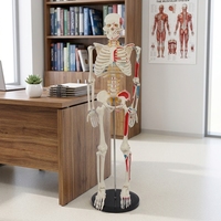 Modelo de Esqueleto Humano de 85 cm, Mitad del Cuerpo, con Marcas de Músculos, Disco Intervertebral, Nervio Espinal, para la Enseñanza de Biología Escolar