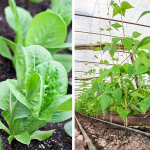 Engrais liquide à l'urée à prix d'usine, urée à haute teneur en azote, soluble dans l'eau, engrais puissant pour les semis, feuilles vertes - Product Image 6