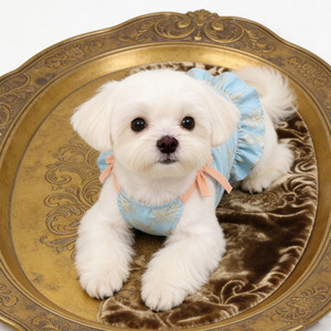 Robe pour animaux de compagnie à motif dentelle, robe fine romantique pour petits chiens, protection solaire printemps/été - Product Image 2