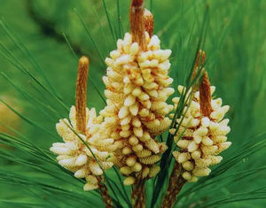 ผงเกสรสนต้นไม้ไพน์20:1ทิงเจอร์ทิงเจอร์ผงเกสรสนทำลายผนังเซลล์จำนวนมาก - Product Image 3