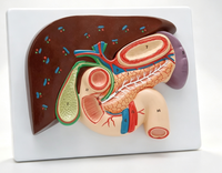 Modèle anatomique du foie, de la vésicule biliaire, du pancréas et du duodénum Pro-Health Medical Science PH03-011, matériau PVC+ABS, 11cm x 11cm x 23cm