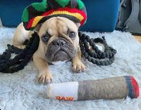 Meilleur jouet pour animaux de compagnie en peluche, jouet pour chien qui couine, cigarette, cigare, jouets amusants, logo personnalisé, jouet pour chien