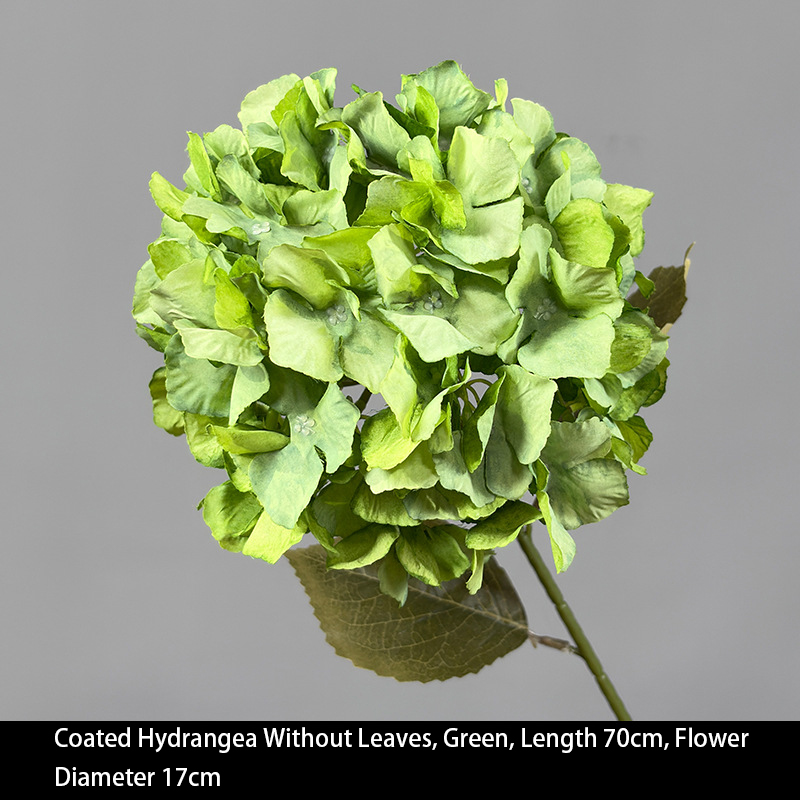 Coated Hydrangea Without Leaves