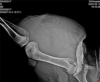 Solución de Diagnóstico con Pantalla Táctil de Imagenología Rápida DAWEI, Sistema de Radiografía Digital Animal con Adquisición en 3 Segundos para Uso Veterinario