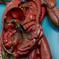 Modelo de la Estructura Endocrina del Sistema Linfático Humano Yulin, Adecuado para Estudiar el Sistema Vascular Interno, CE/ISO