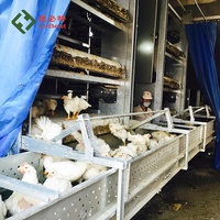 Mangeoire automatique pour poulets bon marché Équipement d'élevage de volaille Batterie pour poussins Cage pour poulets de chair pour 10000