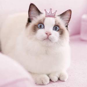 Fabrikant Custom Groothandel Designer Hond <span class=keywords><strong>Grooming</strong></span> Strikken Haar Boog Accessoires Kat Hond Accessoires Luxe - Product Image 3