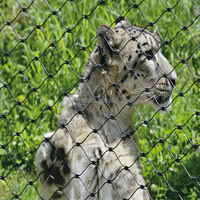 SS 304 316 Zaun Drahtseil gitter Edelstahl 316 Flexibles gewebtes Zoo-Netz