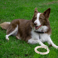 Disque volant interactif en ETPU, écologique, simple, durable, pour l'entraînement en extérieur, jouet à mâcher pour chien