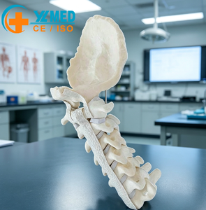 YULIN Modèle de segment cervical humain en mousse solide : Occiput-C7, Modèle anatomique de colonne vertébrale pour l'enseignement et la démonstration en orthopédie, CE & ISO - Product Image 1