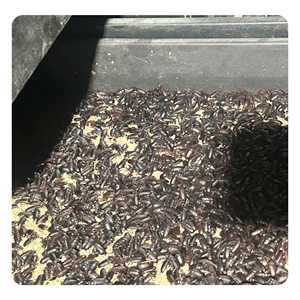 Vers de farine jaunes riches en protéines, secs, sans sucre, sans colorants artificiels, soutien à la santé des articulations et de la peau pour les animaux de compagnie - Product Image 3