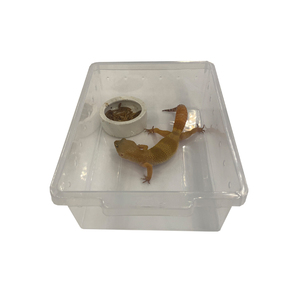 Pet Supplies Reptile Plastic standard tray raising cage Leopard gecko Keep Palace Bathtub