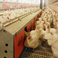Éleveur Équipement de système de plancher de volaille Mangeoire Noyau Moteur Élevage de poulets Fermes avicoles Autres équipements de machines agricoles