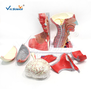 VIC159 Modèle des muscles, des vaisseaux sanguins, des nerfs et du cerveau de la tête et du cou : Structure des organes humains - Product Image 2
