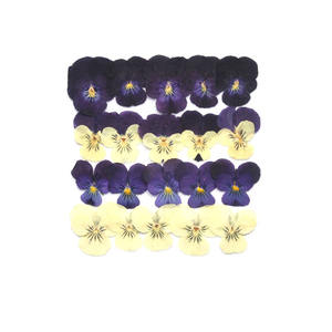 Pansy fragante en relieve esquina planta espécimen <span class=keywords><strong>flores</strong></span> secas y plantas marcos de fotos conchas de teléfono móvil disponibilidad al por mayor - Product Image 3