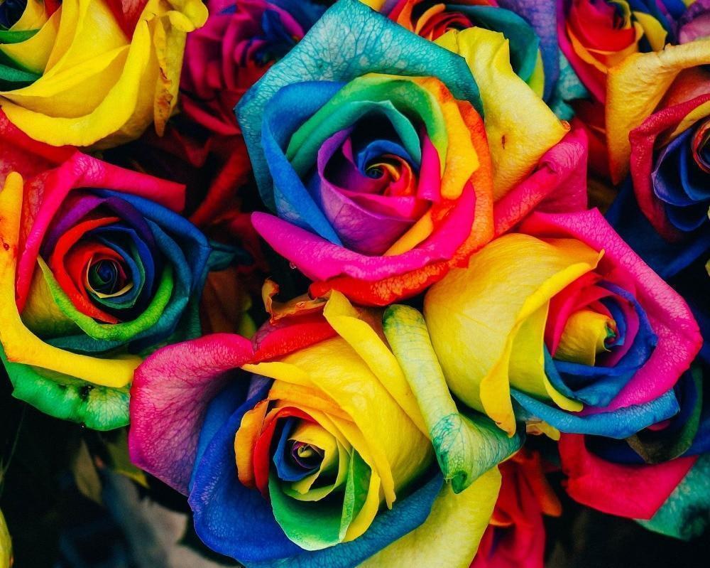 6255 colorful rose