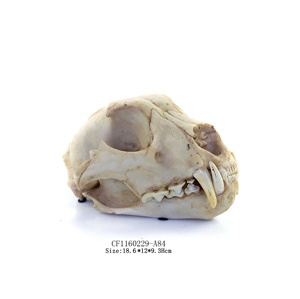 Teschio Artificiale di Qualità Museale di Dinosauro, Teschio Creativo di Testa di Pecora, Scheletro di Testa - Product Image 5