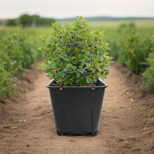 Pots de culture de myrtilles 25L avec trous de drainage Pot de fleur respirant pour le contrôle des racines pour la maison Jardin Buissons de myrtilles - Product Image 6