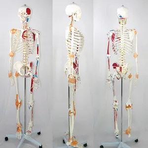 science models Human skeleton with one-side painted muscles of PVC