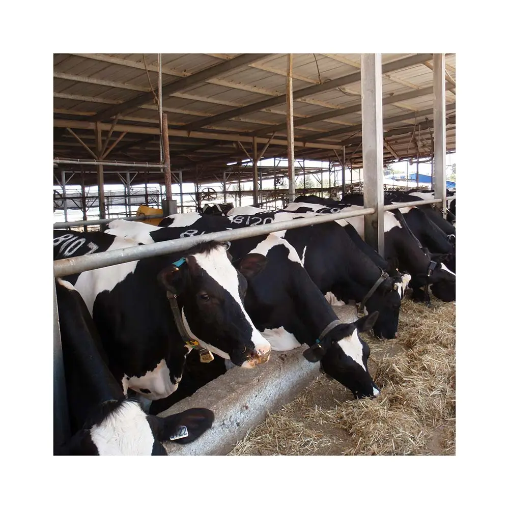 Prefabricated steel structure dairy cow building design steel roof truss cow building design for sale