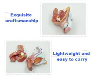 4-teiliges anatomisches Modell des männlichen Fortpflanzungssystems |   PVC Medizinisches Lehrmittel YUYUE Marke Modell XX-YXSX159 - Product Image 4
