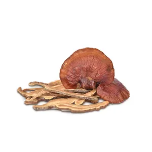 Organic OEN Factory Dried Reishi/ ganoderma lucidum mushroom with high quality