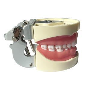 Modèle de résine dentaire standard 32 dents pleine bouche détachable préparation à l'enseignement oral pour la <span class=keywords><strong>formation</strong></span> en sciences médicales - Product Image 4