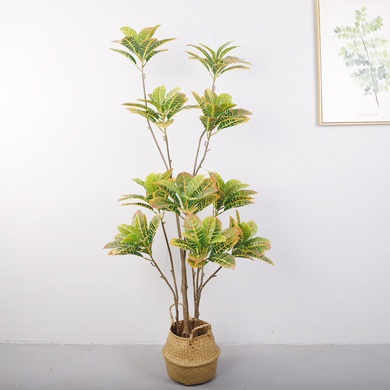 Banyan doré vert, 1,6 mètre de haut, à 10 têtes et 5 troncs.