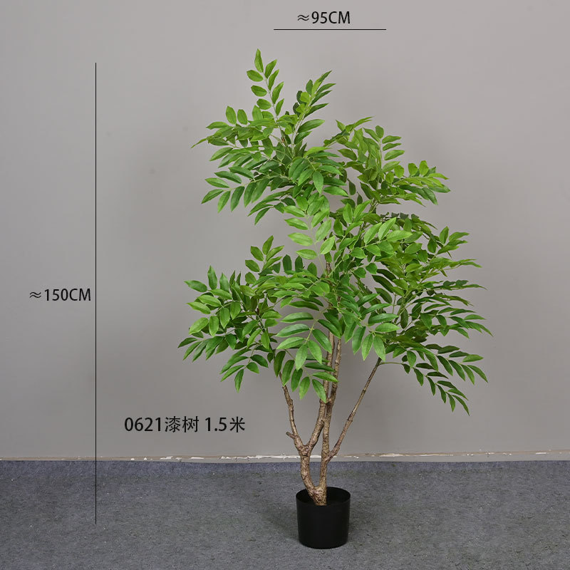 0621 Árbol de laca, 1,5 metros de altura