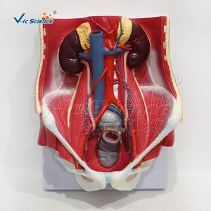 Modelo Anatómico de Alta Calidad del Sistema Urinario Masculino, Modelo <span class=keywords><strong>Humano</strong></span> para Enseñanza Médica - Product Image 2