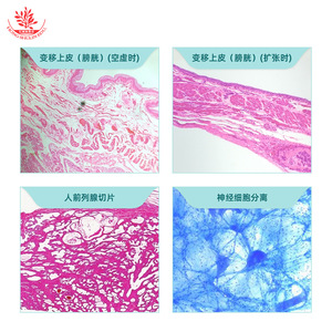 Muestras del sistema urinario teñidas con HE, preparados microscópicos, secciones de ureter, vejiga y riñón, observación microscópica, biología típica - Product Image 5
