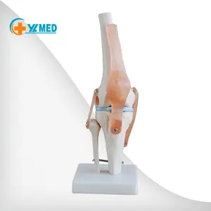 教育と学習に使用される膝関節の自然サイズの人体解剖学モデル