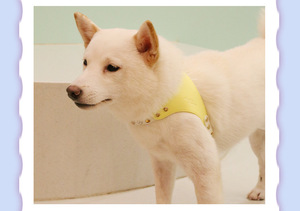 Arnés de Lujo para Perro, Diseño Deportivo y de Moda, Personalizado, con Patrón Sólido, Impermeable, Transpirable, con Cinta de PU - Product Image 6