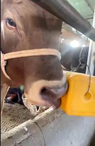 لعاق الملح على شكل حيوانات بالضغط والضغط الهيدروليكي على منتجات المسحوق والضغط والقولبة - Product Image 5