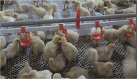 Équipement Entièrement Automatique pour Élevage de Volaille en Plein Air, Bâtiment Plat en Plastique pour Poulets de Chair au Sol avec Mangeoire et Abreuvoir