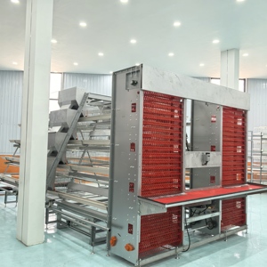 Cage à poulets automatique de type H pour poules pondeuses, avec ramassage automatique des œufs, <span class=keywords><strong>poulailler</strong></span> pour 15 000 oiseaux, 380V, économie de main-d'œuvre - Product Image 1