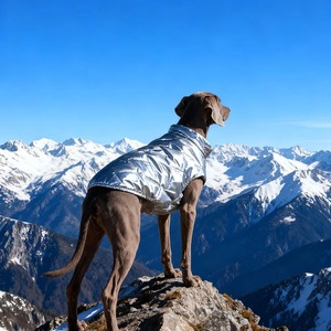 Gilet invernale in argento per Labrador/Golden Retriever/Border Collie/Weimaraner Dog-abbigliamento caldo per <span class=keywords><strong>cani</strong></span> - Product Image 1