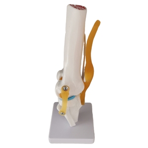 Modelo anatómico de la articulación de la <span class=keywords><strong>rodilla</strong></span> del <span class=keywords><strong>esqueleto</strong></span> <span class=keywords><strong>humano</strong></span> de tamaño real de anatomía médica - Product Image 6