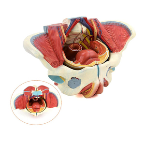 Modello di anatomia pelvica femminile con nervi genitali e vascolari per l'insegnamento e la formazione medica - Product Image 3
