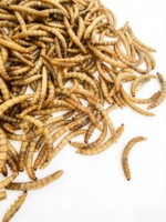 Vers de farine séchés 100% naturels, nourriture pour oiseaux, poissons, tortues