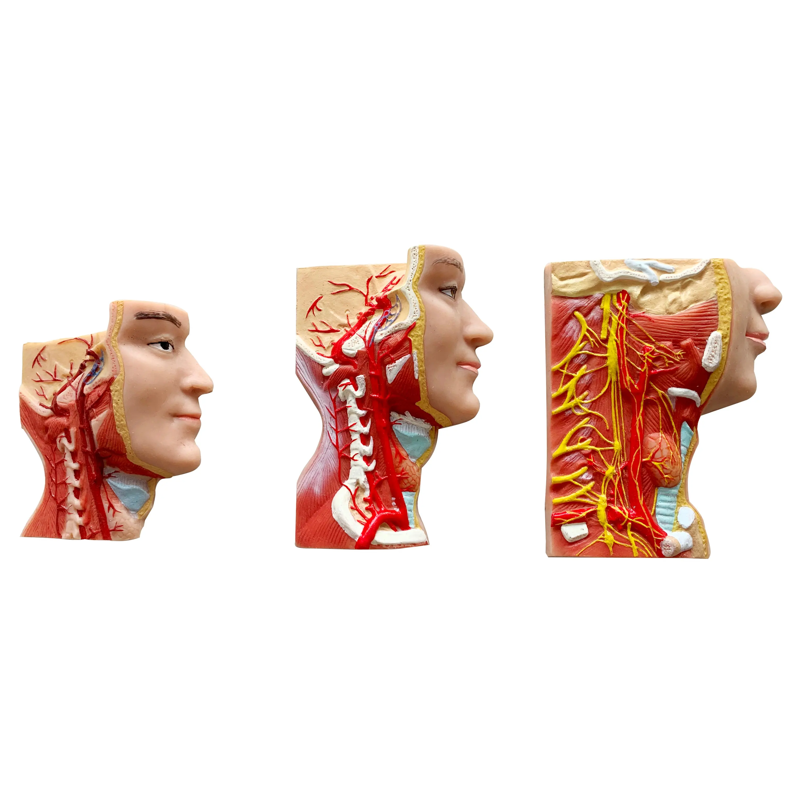 High simulation right side structure of head and neck model 3 parts