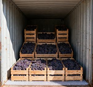 Vente Flash : Raisins Rouges Globe Frais Sans Pépins, Teneur Élevée en Sucre (19-22 Brix) °   Origine Shandong 5kg/10kg Carton Qualité Export - Product Image 6